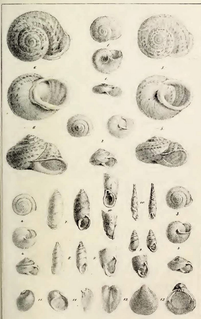 Metafruticicola nicosiana - Cipro